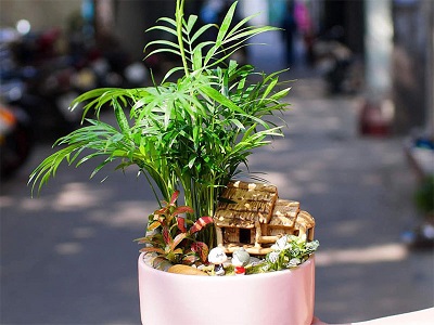 Bộ 3 tiểu cảnh thanh lọc không khí