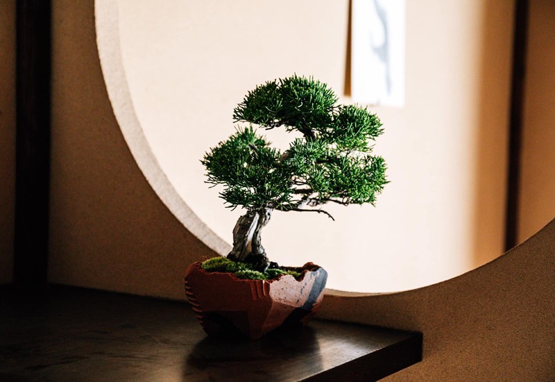 cây bonsai