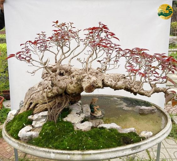 Bí Quyết Chọn Cây Bonsai Theo Mệnh Để Hút May Mắn (2)