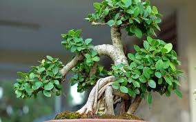 Cây bonsai sanh