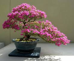 cây bonsai cỡ trung