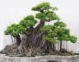 cây bonsai cỡ đại