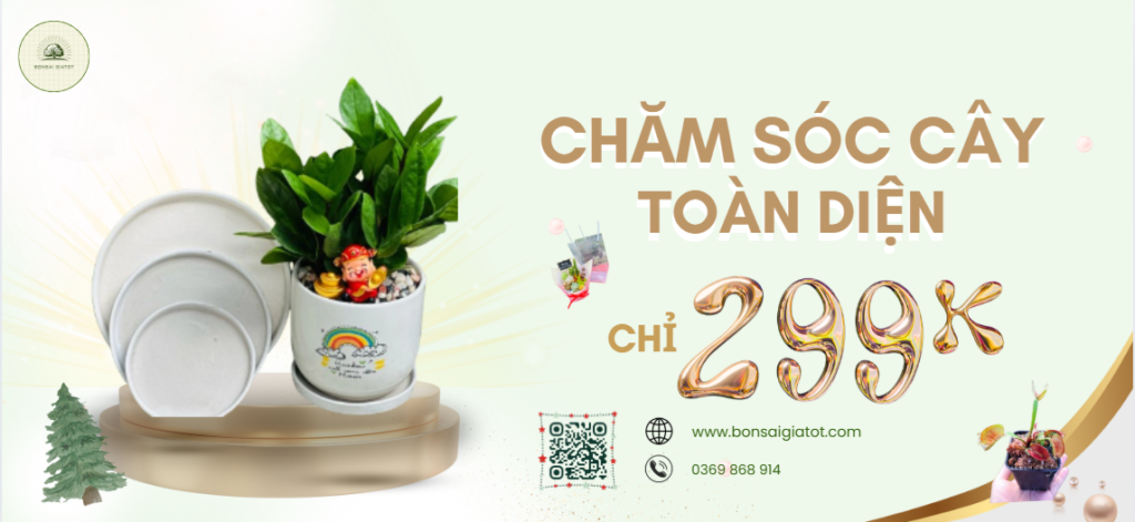 Chăm sóc cây toàn diện