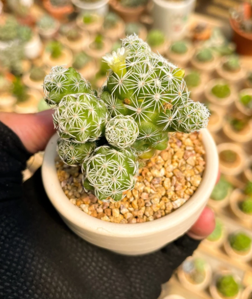 Xương rồng trứng chim (Đẻ nhánh nhiều - Dễ chăm sóc )