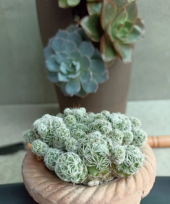 Xương rồng trứng chim (Đẻ nhánh nhiều - Dễ chăm sóc)