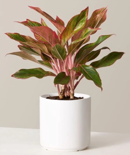Cây phú quý - phong thủy - để bàn làm việc - 1 cây cao 20-30cm