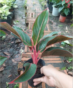 Cây phú quý - phong thủy - để bàn làm việc - 1 cây cao 20-30cm
