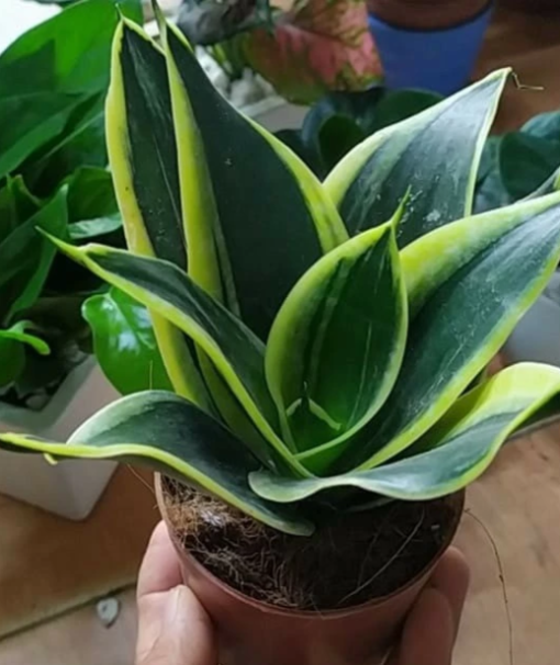 Cây lưỡi hổ để bàn hút tài lộc kèm đá trang trí