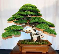 cây bonsai cỡ trung