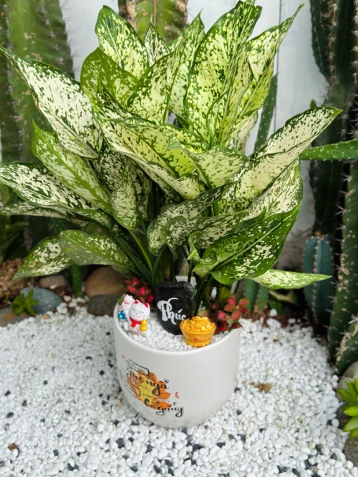 Cây Ngọc Ngân để bàn mèo Thần Tài Phúc Thọ