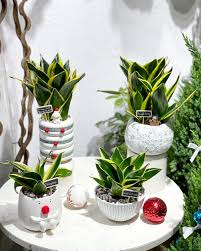 trang trí tại sân vườn