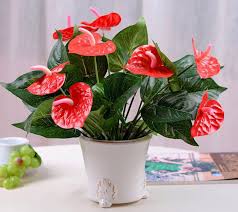 cây hồng môn đỏ